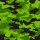 military green 2